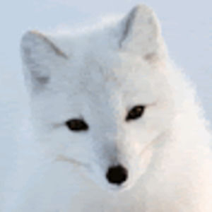 Meet your Posher, Syrrah